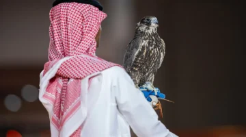 صقران من منغوليا بـ900 ألف ريال في معرض الصقور والصيد السعودي 2025
